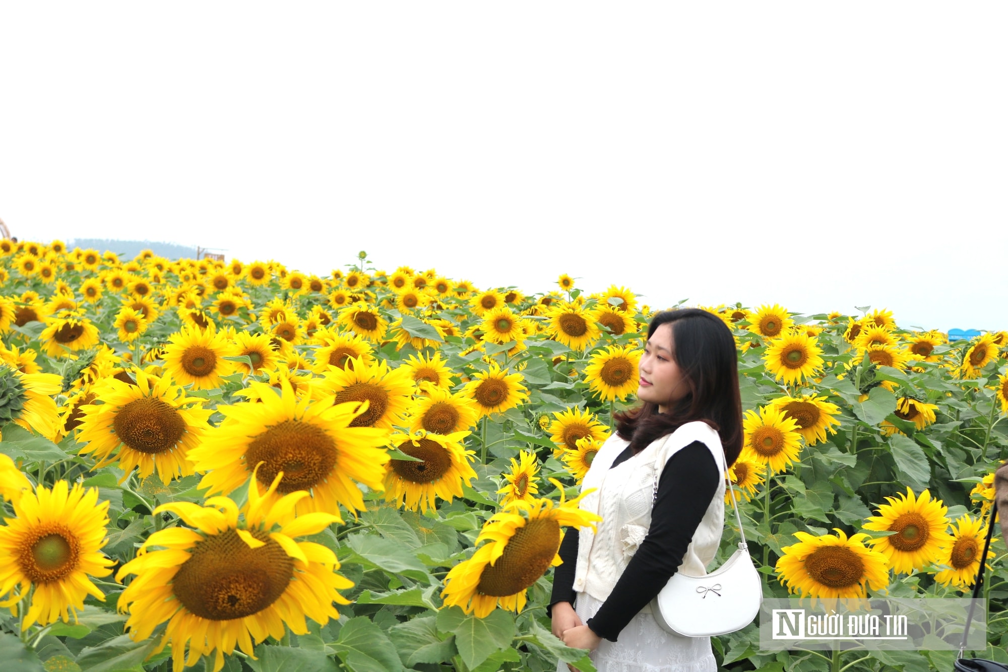 Giới trẻ mê mẩn check – in sống ảo với cánh đồng hoa hướng dương ở xứ Nghệ- Ảnh 8.