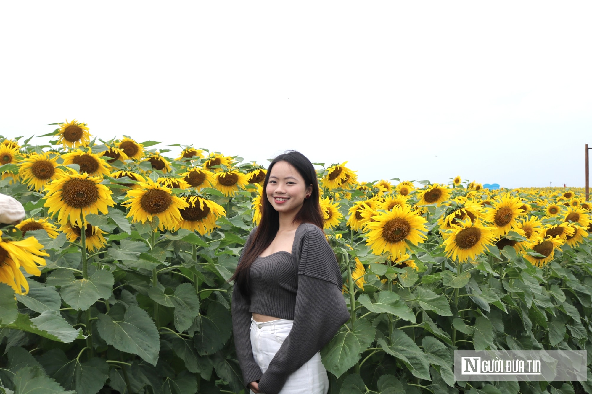 Giới trẻ mê mẩn check – in sống ảo với cánh đồng hoa hướng dương ở xứ Nghệ- Ảnh 10.