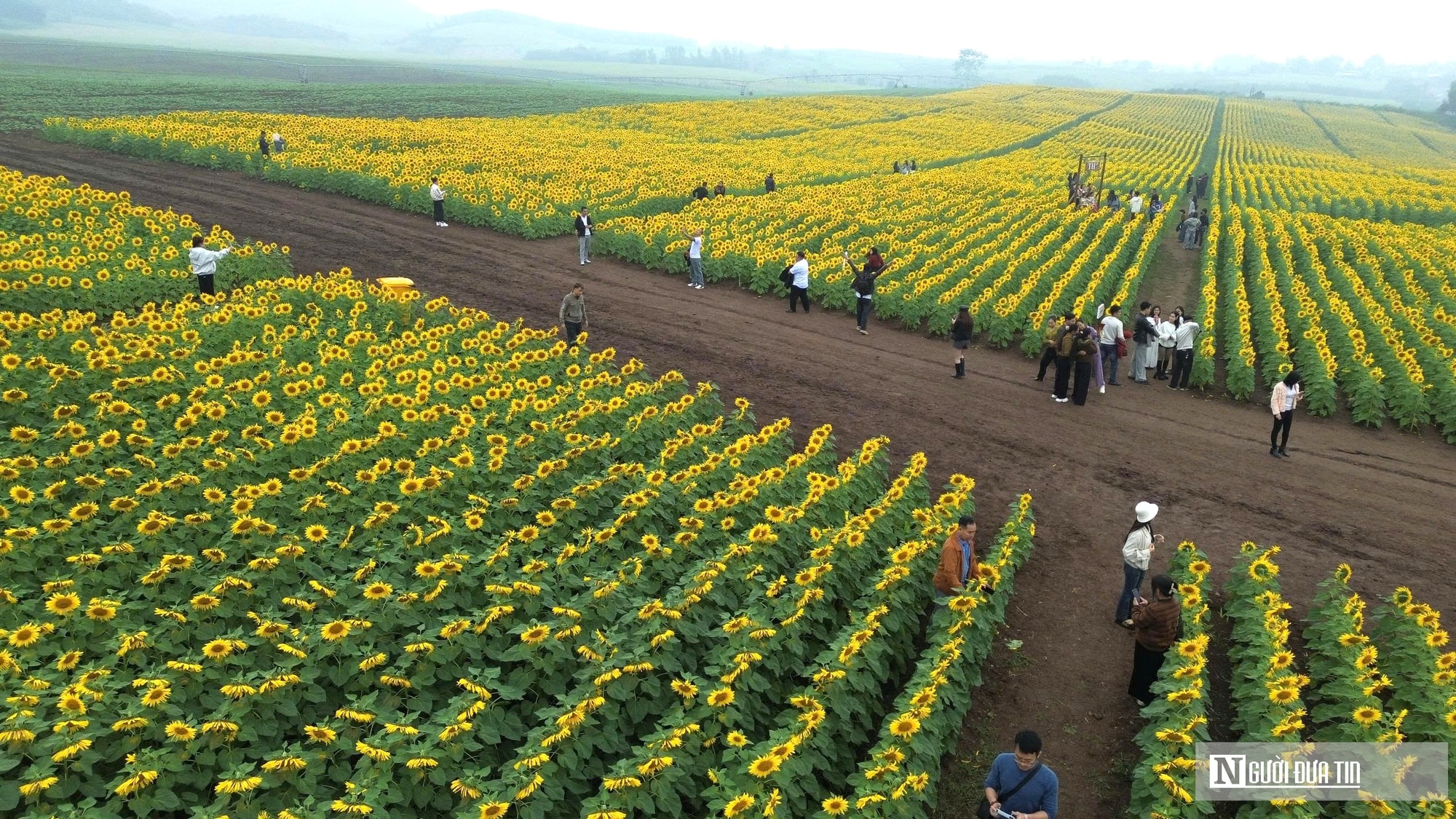 Giới trẻ mê mẩn check – in sống ảo với cánh đồng hoa hướng dương ở xứ Nghệ- Ảnh 1.