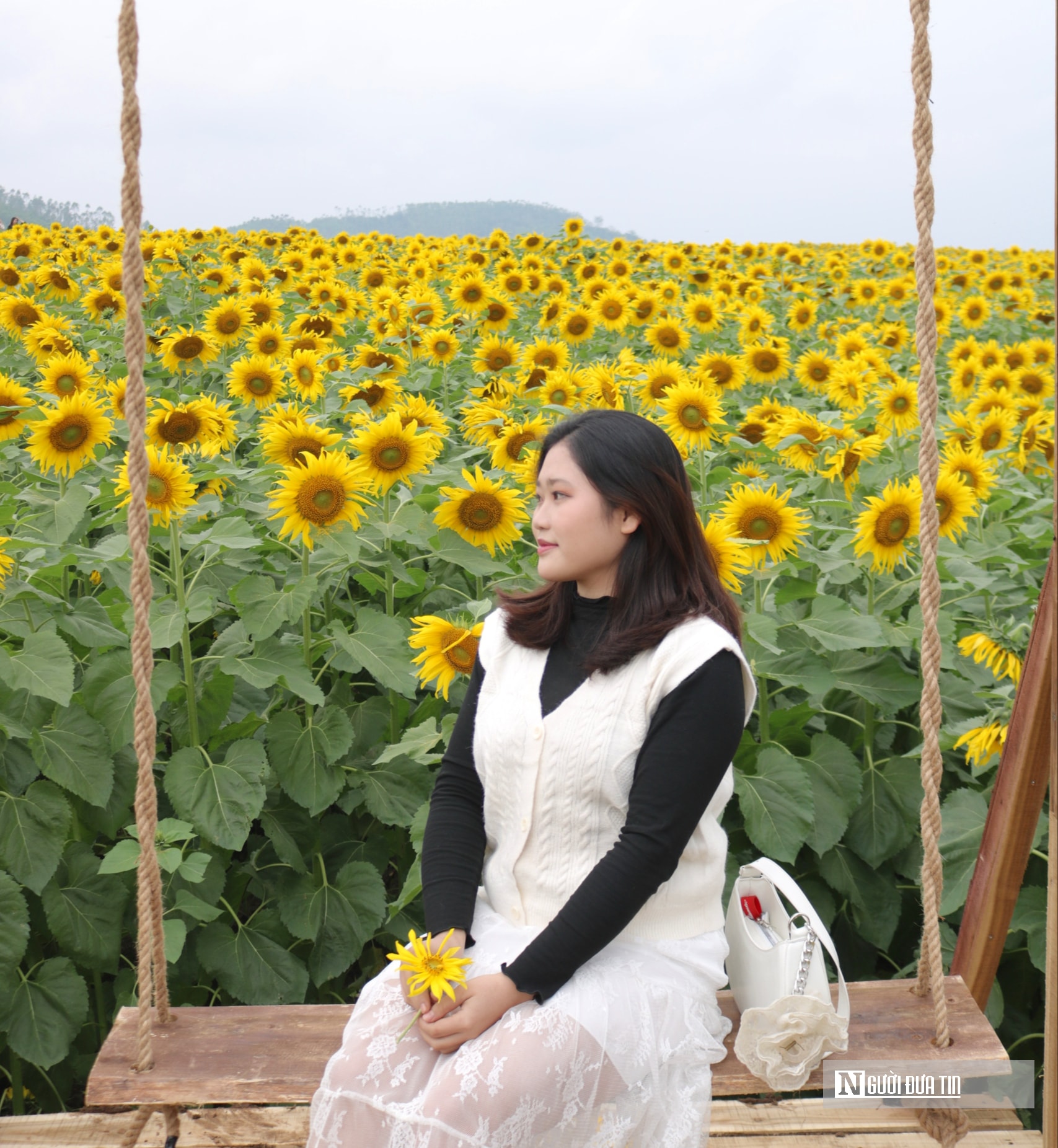 Giới trẻ mê mẩn check – in sống ảo với cánh đồng hoa hướng dương ở xứ Nghệ- Ảnh 5.