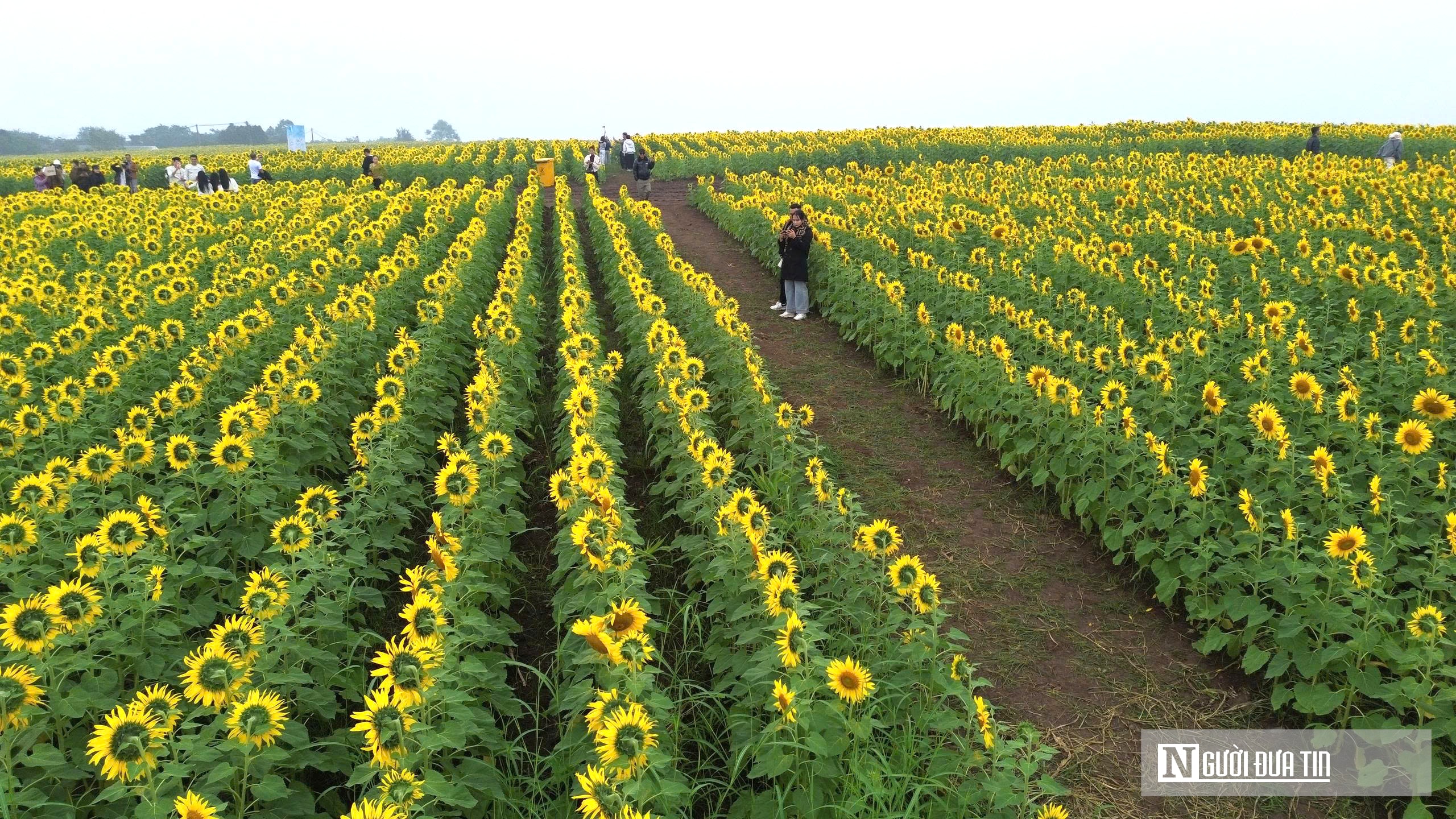 Giới trẻ mê mẩn check – in sống ảo với cánh đồng hoa hướng dương ở xứ Nghệ- Ảnh 12.