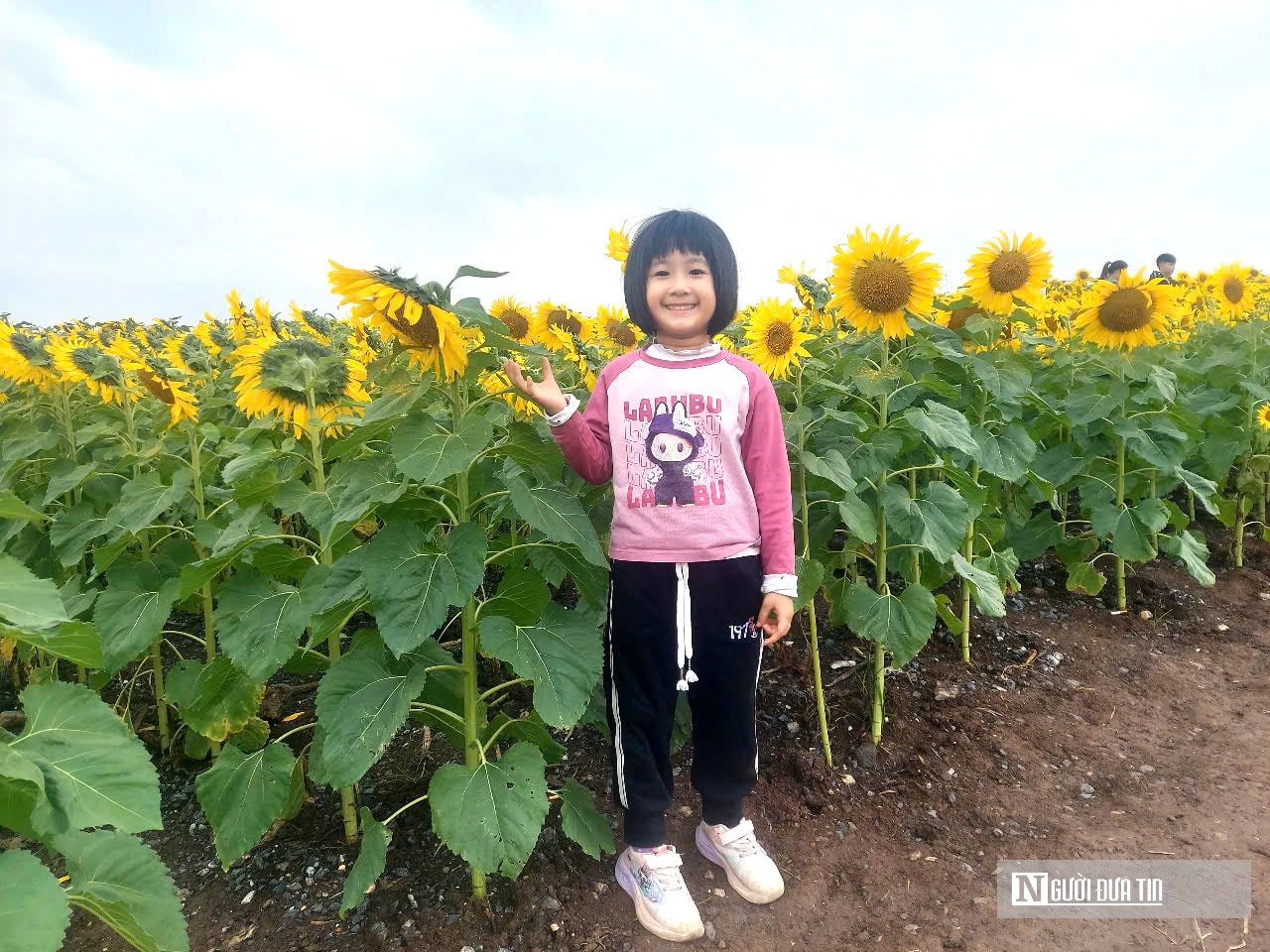 Giới trẻ mê mẩn check – in sống ảo với cánh đồng hoa hướng dương ở xứ Nghệ- Ảnh 9.