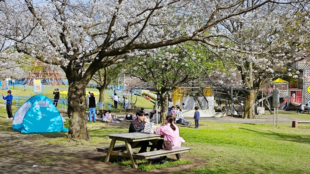 MayTrip đồng hành cùng du khách Việt khám phá mùa hoa anh đào Nhật - 2