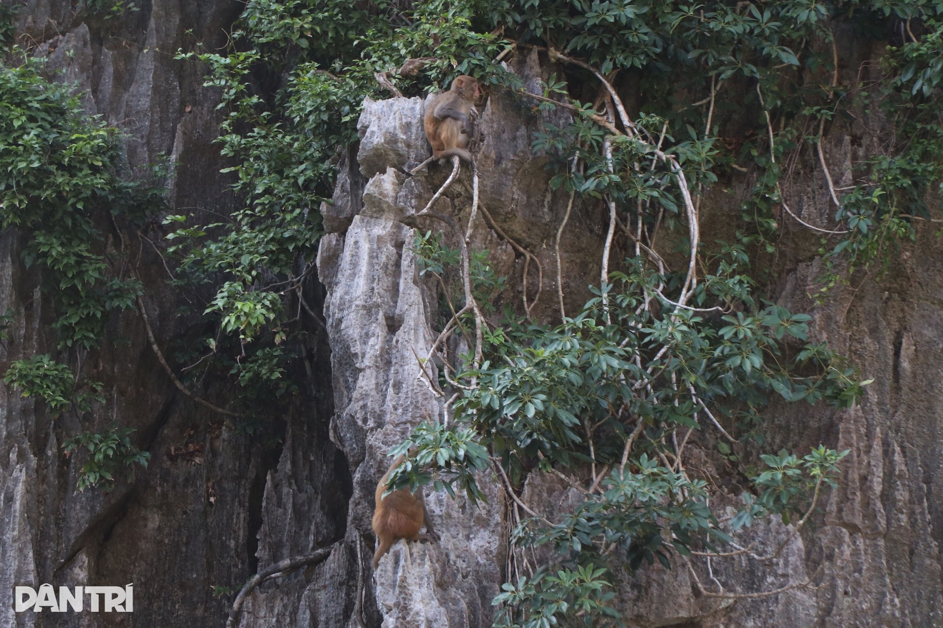 Chèo thuyền kayak qua Hang Luồn - điểm đến bí ẩn, hoang sơ ở Hạ Long - 9 Chèo thuyền kayak qua Hang Luồn - điểm đến bí ẩn, hoang sơ ở Hạ Long - 9