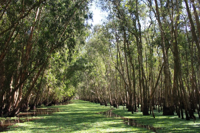 Rừng tràm Trà Sư nằm cách Châu Đốc khoảng 30 km. Ảnh: Khánh Thiện