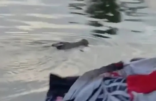 Tắm sông cùng bạn, bé trai 10 tuổi bị thứ đáng sợ kéo xuống nước sâu tử vong - Ảnh 2.