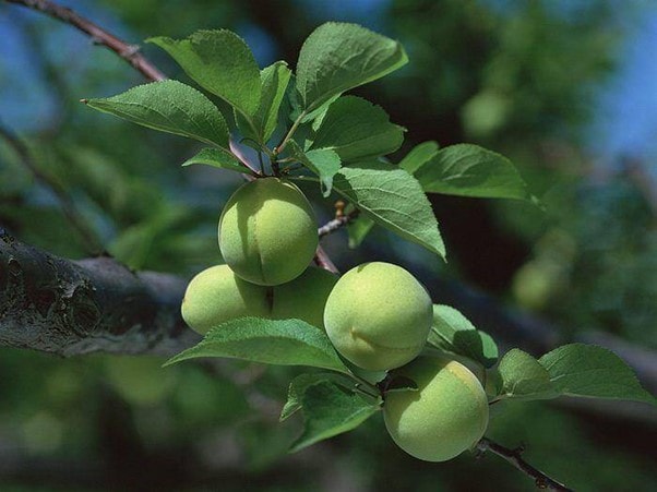 Vị thuốc của mùa Xuân từ loại quả "tốt nhất thế giới", Việt Nam trồng bạt ngàn - Ảnh 1.