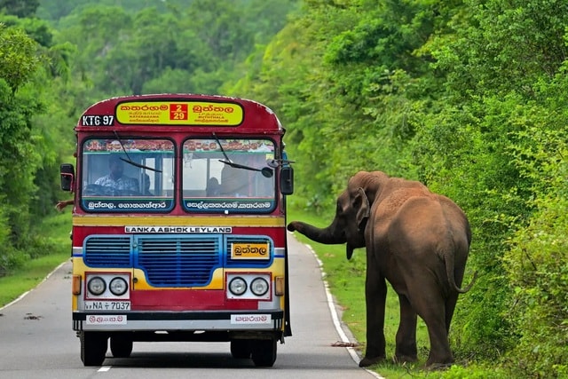 Ba người đàn ông thiêu sống voi rừng gây phẫn nộ - Ảnh 1.