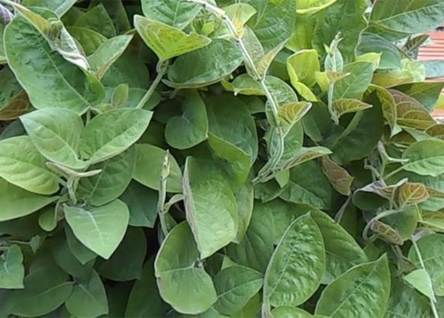 Loại rau ít "ngậm" thuốc trừ sâu nhất chợ, ở quê mọc um tùm bờ rào - Ảnh 1.