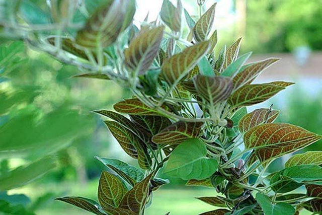 Loại rau ít "ngậm" thuốc trừ sâu nhất chợ, ở quê mọc um tùm bờ rào - Ảnh 2.