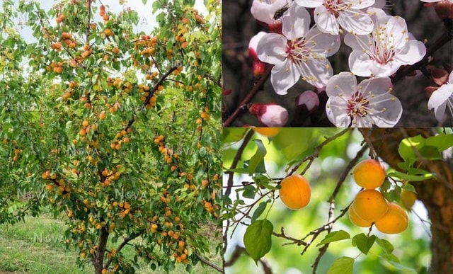 Vị thuốc của mùa Xuân từ loại quả "tốt nhất thế giới", Việt Nam trồng bạt ngàn - Ảnh 2.