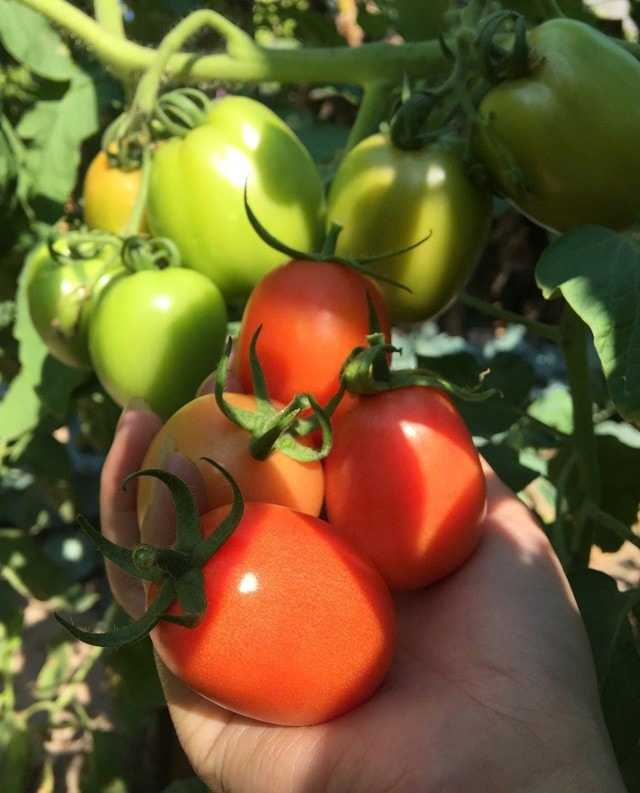 Thứ quả từng "rẻ như cho" nay khiến người mua choáng váng vì giá đắt đỏ - Ảnh 1.