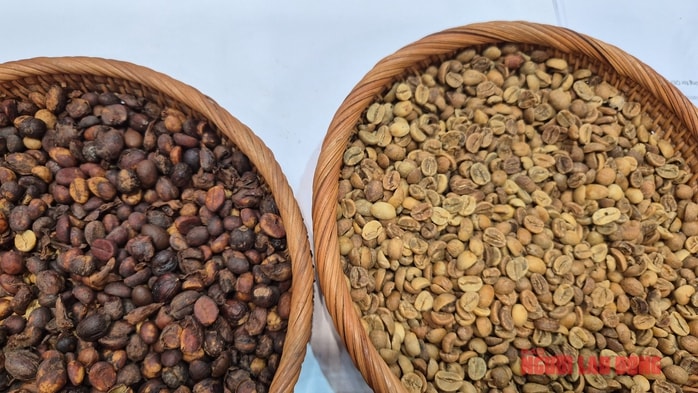 Giá cà phê hôm nay 19-12: Giảm phiên thứ 6 liên tiếp - Ảnh 1.