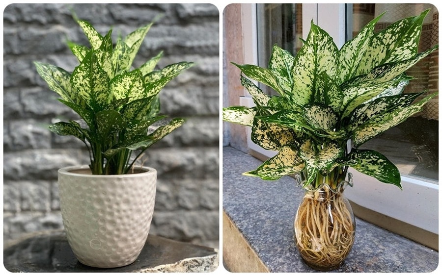 Ngọc ngân thuộc dạng cây thân thảo. (Ảnh: Vietnamnet)