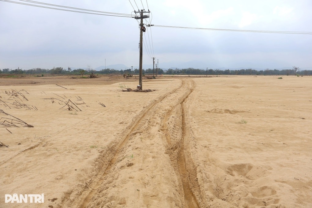 Đồng ruộng như sa mạc, cát phủ dày cả mét sau lũ - 1