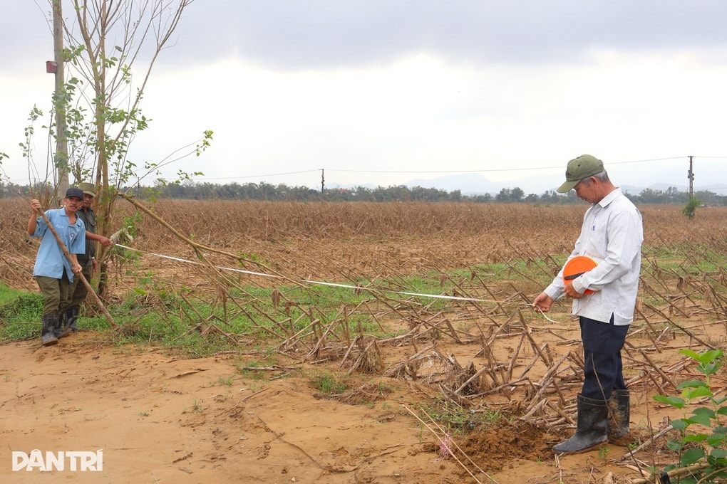 Đồng ruộng như sa mạc, cát phủ dày cả mét sau lũ - 3