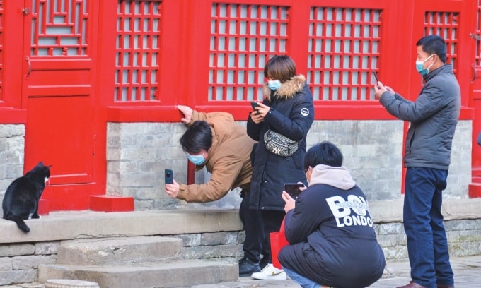 Du khách chụp ảnh mèo trong Tử Cấm Thành. Ảnh: VCG