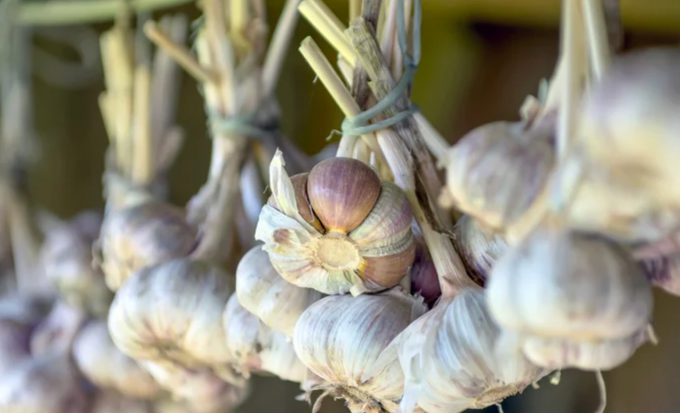 Tỏi là gia vị quen thuộc trong nhà bếp của người Việt. Ảnh: Ảnh: Tasting Table
