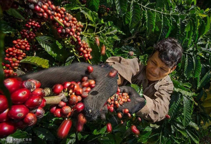 Nông dân thu hoạch cà phê tại nhà vườn ở Đăk Hà, Kon Tum. Ảnh: Huỳnh Phương.