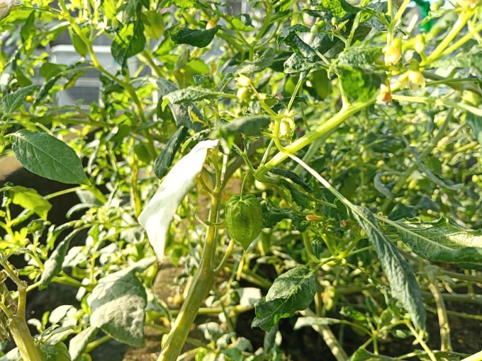 Một hộ dân tại TP HCM trồng cây tầm bóp để làm rau. Ảnh: Khánh Hòa