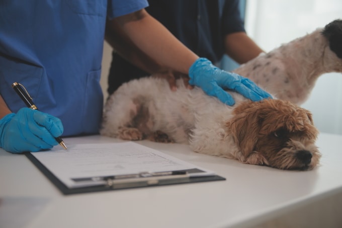 Chó mắc bệnh dại ít phản ứng, ủ rũ, biếng ăn... có thể gây mất cảnh giác. Ảnh minh họa: Vecteezy