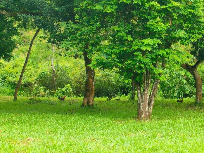 Bẫy ảnh giám sát đa dạng sinh học tại Mỹ Sơn - Ảnh 4.