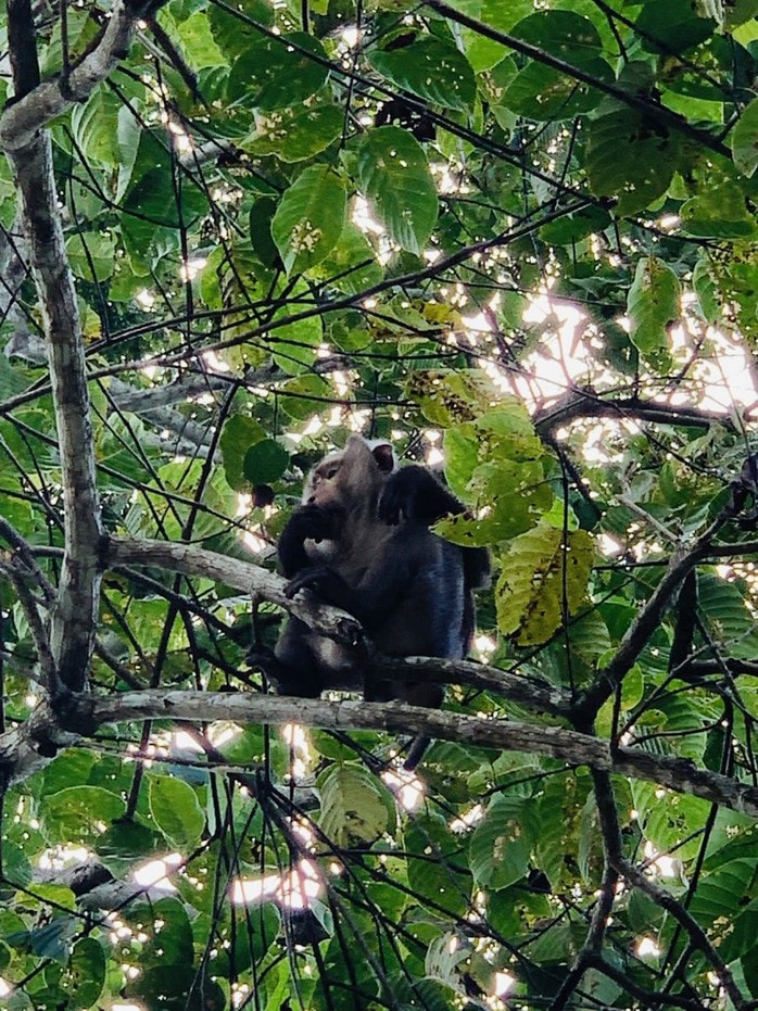 Bẫy ảnh giám sát đa dạng sinh học tại Mỹ Sơn - Ảnh 5.
