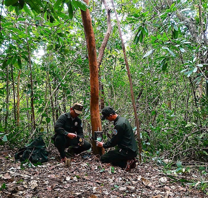 Bẫy ảnh giám sát đa dạng sinh học tại Mỹ Sơn - Ảnh 1.