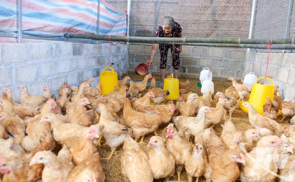 Nuôi gà thả đồi, người dân Kim Phượng từng bước thoát nghèo - 2