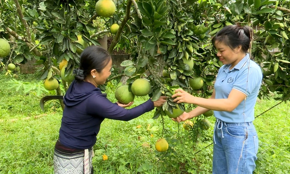 Hơn 38 tỷ đồng vốn vay giúp phụ nữ xã Nậm Tăm phát triển kinh tế - 1