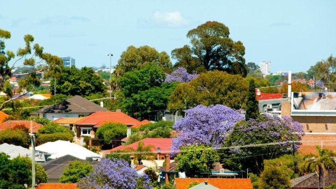 Các thành phố của Australia đều mạnh tay với các chương trình bảo tồn cây, kể cả cây trong đất tư nhân. Ảnh: Perth Now