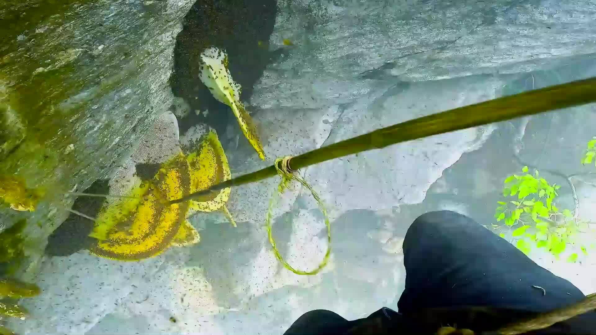 Theo chân thợ săn mật ong điên trên vách núi