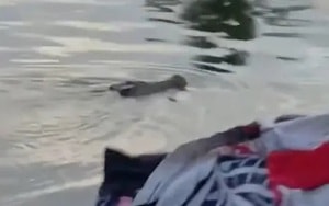 Chủ nhà tá hỏa phát hiện sinh vật khổng lồ sống ngay "dưới chân mình" - Ảnh 4.