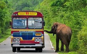 Chủ nhà tá hỏa phát hiện sinh vật khổng lồ sống ngay "dưới chân mình" - Ảnh 3.