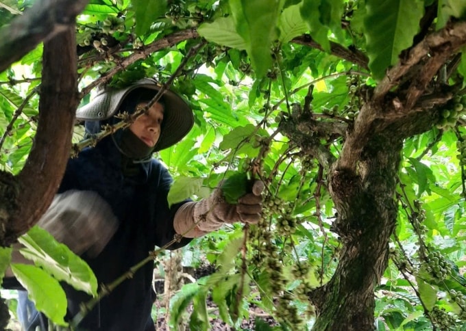 Chị Mỹ hái cafe trên rẫy, tháng 10/2025. Ảnh gia đình cung cấp