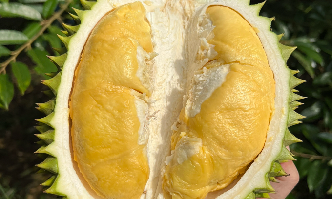 Sầu riêng tại nhà vườn ở Cần Thơ. Ảnh: Mạnh Khương