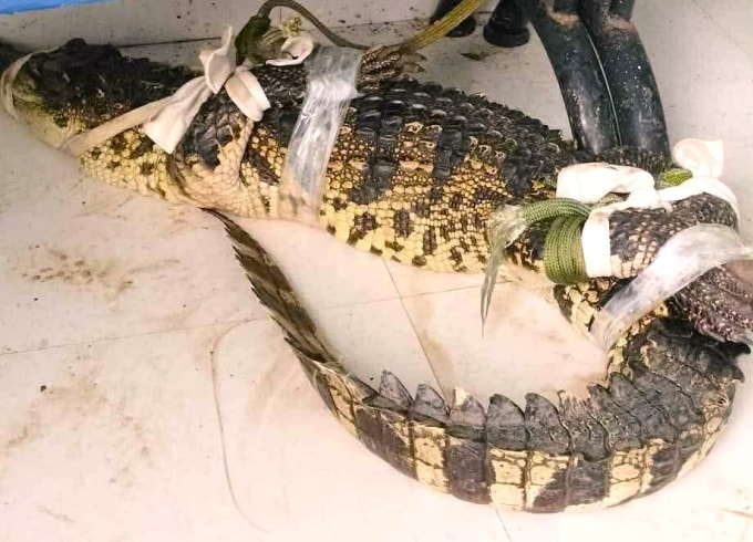 Cá sấu được người dân vây bắt. Ảnh: Người dân cung cấp