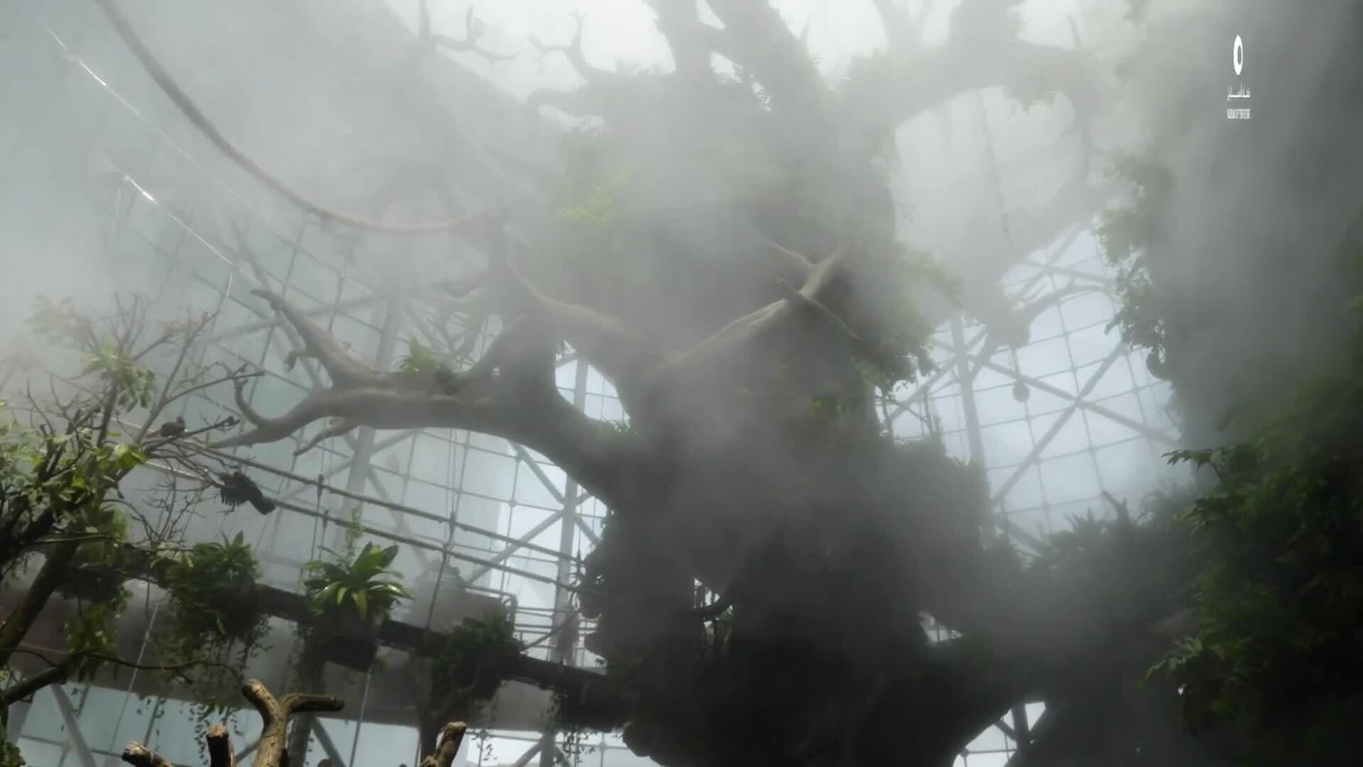 Dubai tạo rừng nhiệt đới thu nhỏ giữa sa mạc