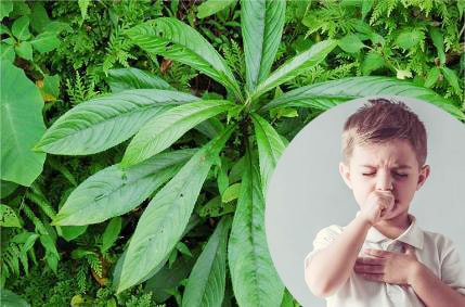 Công dụng không ngờ từ loại lá là gia vị phổ biến trong bếp người Việt - Ảnh 5.