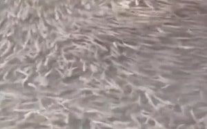 Sốc: Nữ sinh 19 tuổi nhận bằng đại học chỉ 6 tháng sau khi tốt nghiệp trung học - Ảnh 4.