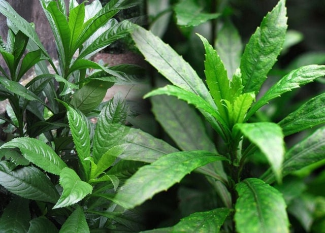 Công dụng không ngờ từ loại lá là gia vị phổ biến trong bếp người Việt - Ảnh 1.