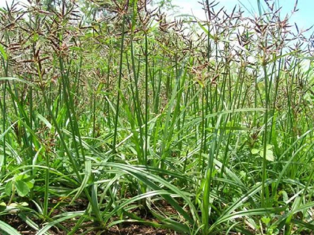 Loại cây "kẻ thù nhà nông" mọc um tùm sau mưa không ngờ có giá 350.000 đồng/kg - Ảnh 2.