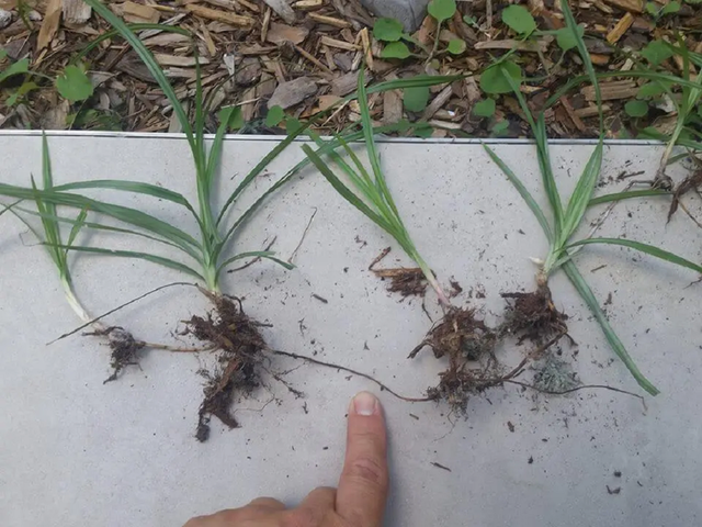 Loại cây "kẻ thù nhà nông" mọc um tùm sau mưa không ngờ có giá 350.000 đồng/kg - Ảnh 1.