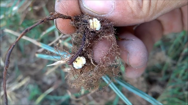 Loại cây "kẻ thù nhà nông" mọc um tùm sau mưa không ngờ có giá 350.000 đồng/kg - Ảnh 3.