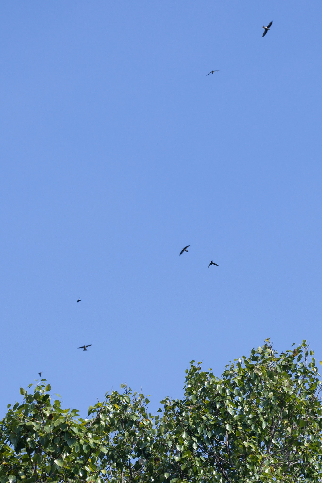 nha hat hoa binh anh 4