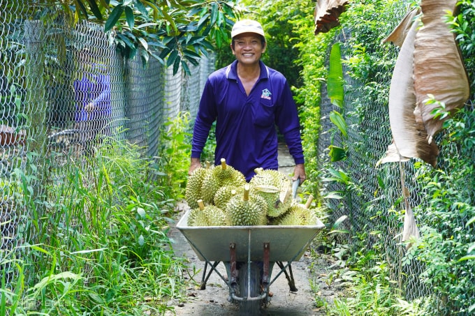 Thu hoạch sầu riêng tại thị xã Cai Lậy, Tiền Giang cũ. Ảnh: Hoàng Nam