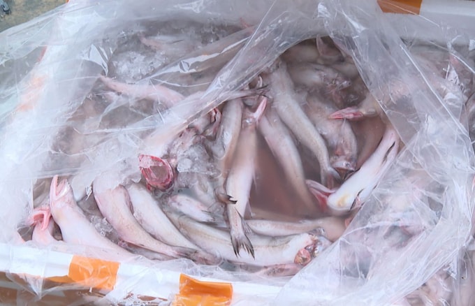 Hơn 10 tấn cá khoai đều chứa formol bảo quản với hàm lượng rất cao. Ảnh: Lam Sơn