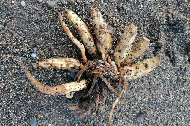 Loài cây cực độc trôi dạt vào bãi biển, chuyên gia cảnh báo - Ảnh 1.