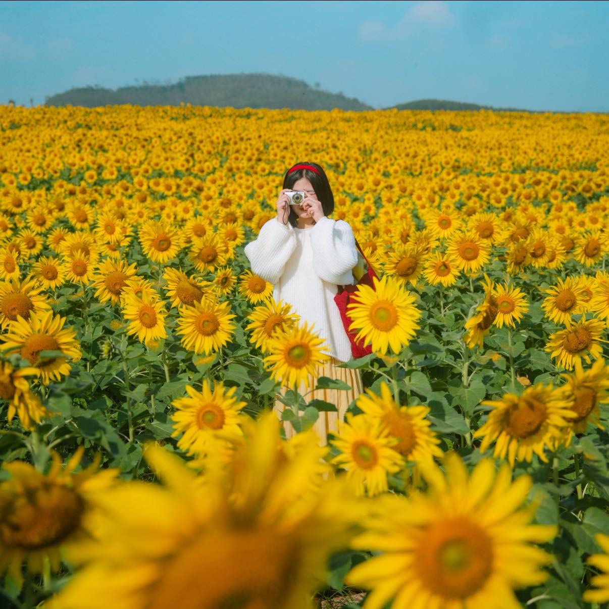 Cánh đồng hoa hướng dương ở Nghệ An cách Hà Nội 250km , điểm check - in lý tưởng - Ảnh 3. Cánh đồng hoa hướng dương ở Nghệ An cách Hà Nội 250km , điểm check - in lý tưởng - Ảnh 3.