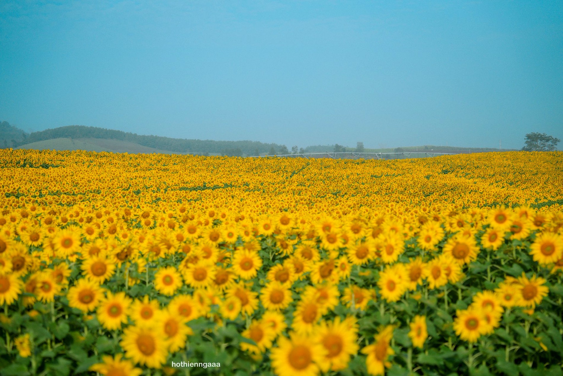 Cánh đồng hoa hướng dương ở Nghệ An cách Hà Nội 250km , điểm check - in lý tưởng - Ảnh 7. Cánh đồng hoa hướng dương ở Nghệ An cách Hà Nội 250km , điểm check - in lý tưởng - Ảnh 7.
